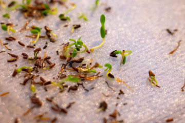 Macro photography of growing seeds on wet wipe. Young microgreen sprouts and seeds.