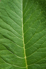 Close up of green leaf texture for background.
