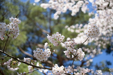 満開の桜