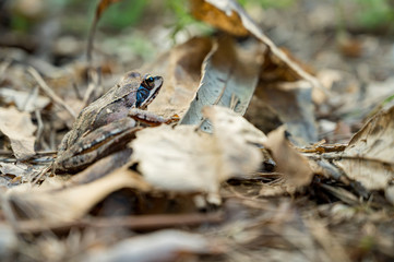 Brown forest frog sitting and posing on fallen leaves.