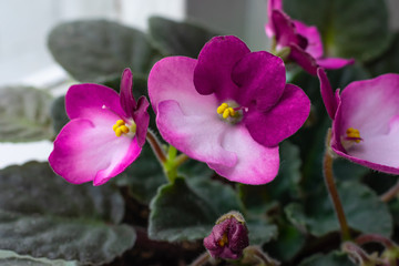 Macro photography of bright blooming African Violet (Saintpaulia) flowers on home windowsill.Cozy details for home.