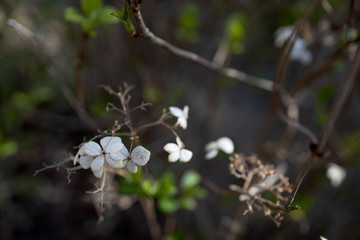 枯れた紫陽花