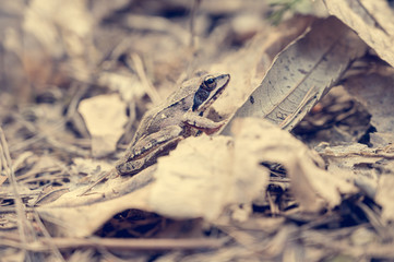 Brown forest frog sitting and posing on fallen leaves.