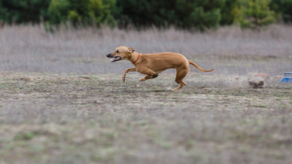 Coursing. Whippet dog running in the field