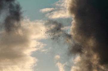 A flock of birds flying high in the sky against dramatic clouds at dusk
