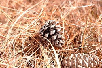 the image of pine cone conifer cone