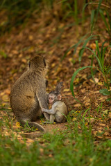 Vervet monkey baby (Chlorocebus pygerythrus) with mom, Murchison Falls National Park, Uganda.