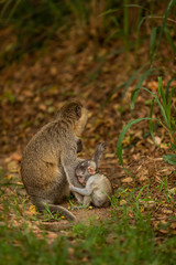 Vervet monkey baby (Chlorocebus pygerythrus) with mom, Murchison Falls National Park, Uganda.