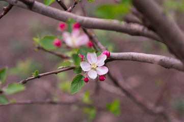 Pink flower of a blossoming apple tree in the evening.