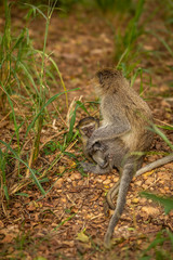 Vervet monkey baby (Chlorocebus pygerythrus) with mom, Murchison Falls National Park, Uganda.