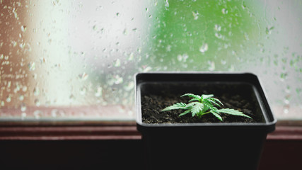 Concept of growing commercial hemp indoors in a pot, growing hemp from seedlings. Concept of planting marijuana potted indoors on a glass background with condensation or raindrops on the window