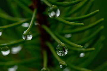 Fototapeta krople deszczu na zielonych igłach świerku, makro obraz
