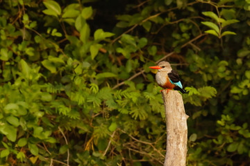 Grey-headed kingfisher (Halcyon leucocephala) standing on a post, Uganda.