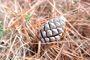 the image of pine cone conifer cone