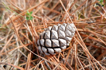 the image of pine cone conifer cone