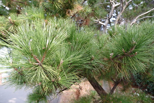 the image of pine cone conifer cone