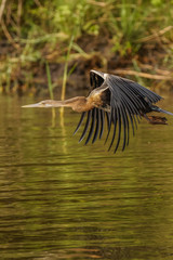 African Darter (Anhinga rufa) in flight, Murchison Falls National Park, Uganda.	