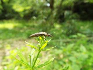 ホソサビキコリ bug