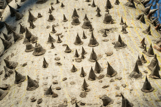 Valencia city. Baobab`s park