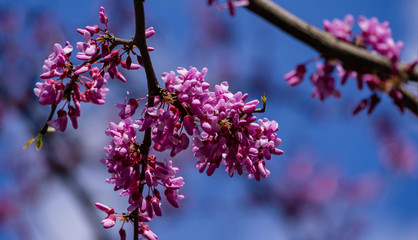 Purple spring blossom of Eastern Redbud, or Eastern Redbud Cercis canadensis in sunny day. Close-up of Judas tree pink flowers. Selective focus. Nature concept for design