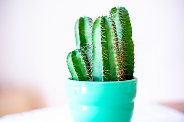 Close Ups of Mini Cactus