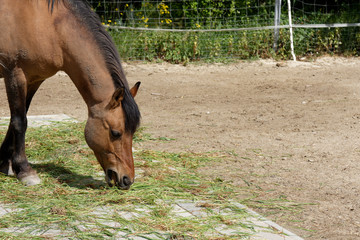 Brown horse grazing in a pasture or paddock