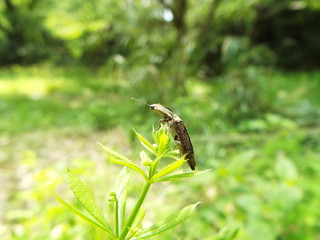 ホソサビキコリ bug