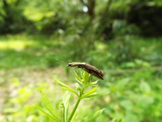 ホソサビキコリ bug