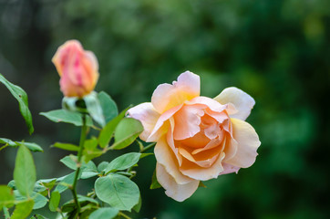 Fluffy cream rose flower on dark green background