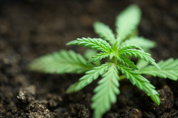 Growing commercial hemp, growing hemp from seedlings. Concept of planting marijuana in pots indoors. Cannabis grows indoors, CBD oil with copy space
