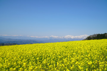 Obraz premium 菜の花と北アルプス