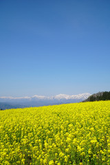 Obraz premium 菜の花と北アルプス