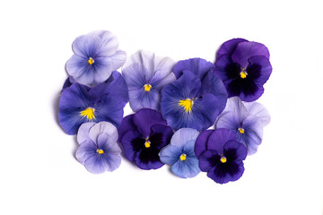 Naklejka na ściany i meble Viola violet flower in blossom arrangement with copy space