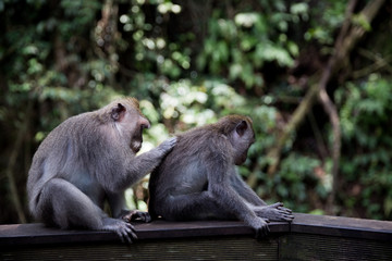 Naklejka na ściany i meble Long-Tailed monkey sit on concrete wall at the Sacred Monkey Forest in Bali, Ubud