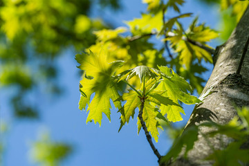 Maple Acer saccharinum with new green leaves against blue sky. Young bright foliage on Acer saccharinum in sunny spring day. Nature concept for any design. Soft selective focus. Place for your text