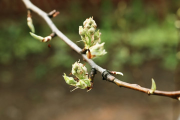 young buds and leaves on a pear in spring
