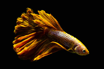 Isolated yellow Siamese fighting betta fish with different action of swim on dark background 