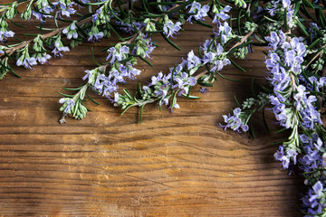 Rosemary plant in blossom on a table