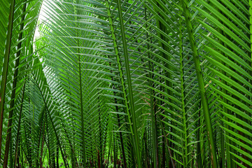Naklejka na ściany i meble Tropical jungle palm leaf ,Palm branch. Leaves of a palm tree, close-up.