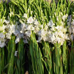 Ghazipur flower market situation in the morning, the flower itself came from China, Vietnam,...