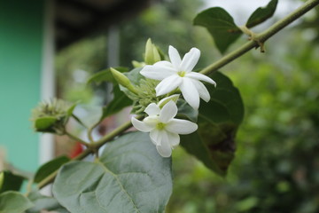 jasmine flower