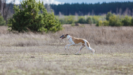 Coursing. Whippet dog running in the field