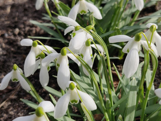 White spring snowdrop flowers in the forest, outdoor