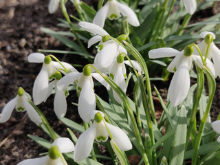 Obraz premium White spring snowdrop flowers in the forest, outdoor