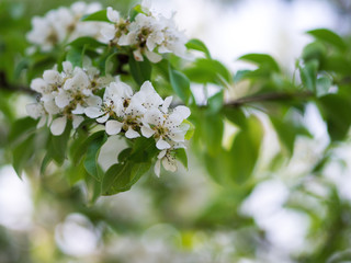 a branch of a blooming pear tree in the garden