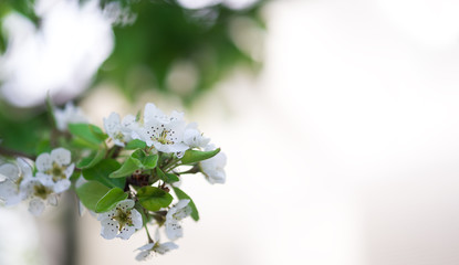 a branch of a blooming pear tree in the garden