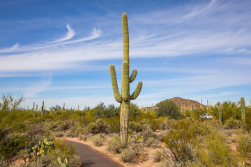 Saguaro National Park in Arizona