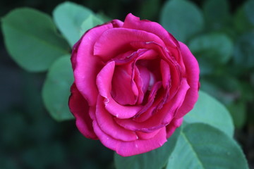 Rosa Rosa
