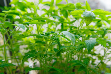 Fototapeta na wymiar Young green tomato seedlings at home on the window.