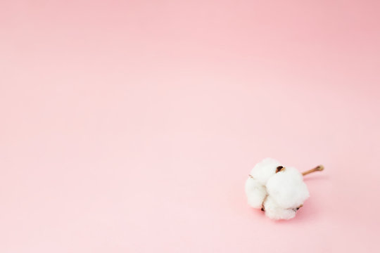 Minimalistic flower composition. Cotton flower in the corner of pastel pink paper background. Flat lay, top view, copy space. Gradient background
